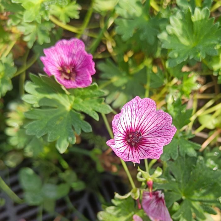 HARMAAKURJENPOLVI 'BALLERINA' Geranium cinereum 'Ballerina' P9 Kauniskukkainen kurjenpolvi