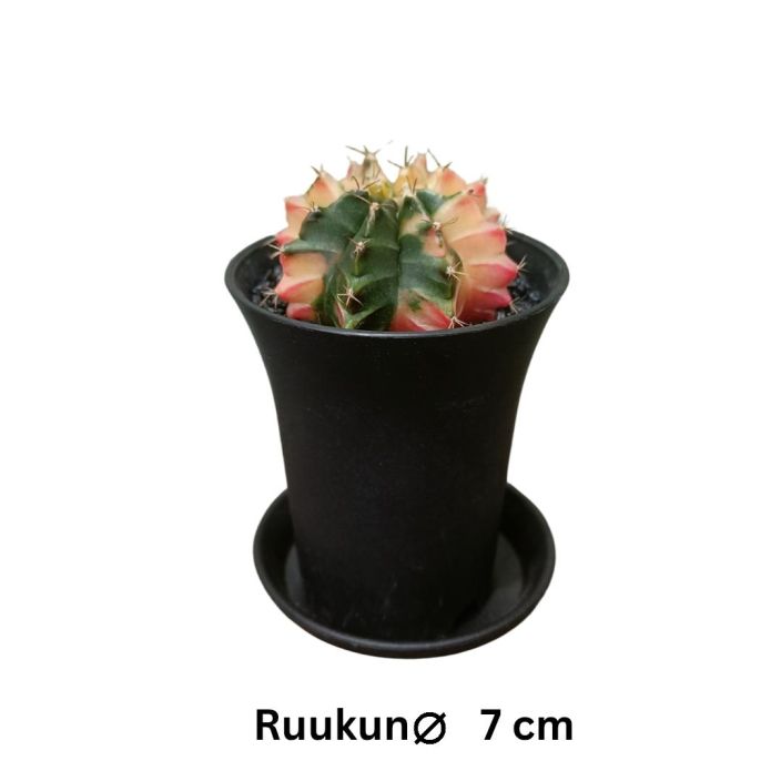 PALLEROKAKTUS 'VARIEGATA' Gymnocalycium michanovichii 'Variegata' P7 TULOSSA 10.2. / Kirjava pallerokaktus