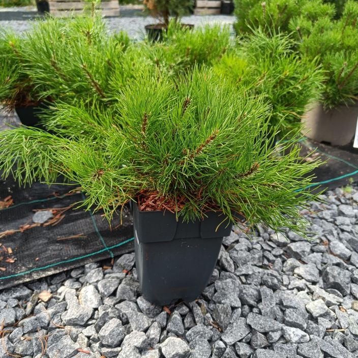 VUORIMANTY Pinus mugo var. mughus P17 Pensasmaisesti kasvava manty / nuori taimi = pienikokoinen