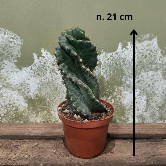 Cereus forbesii 'Spiralis', kaktus P11 Spiraalimaisesti kiertyva kaktus