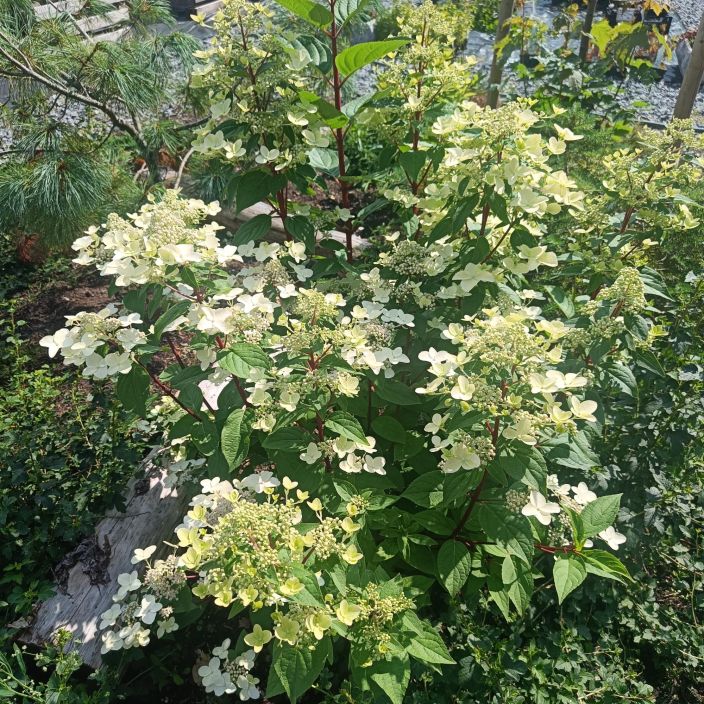 SYYSHORTENSIA 'WIM'S RED'Hydrangea paniculata 'Wim's Red' At 3 L Hortensia, jonka valkoiset kukat punertuvat syksyn