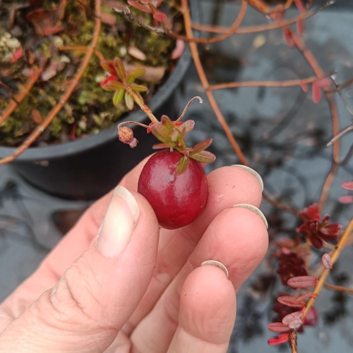 AMERIKANKARPALO 'STEVENS' Vaccinium macrocarpon 'Stevens' At 1 L Maanpeitekasvina toimiva marjoja tuottava suikerokasvi.