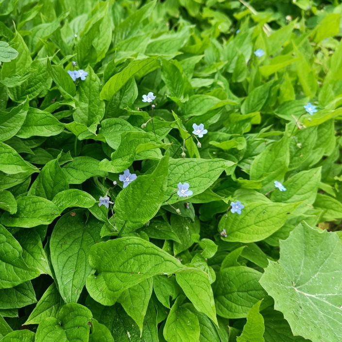 KEVATKAIHONKUKKA Omphalodes verna P10 Sinikukkainen alkukesan kukkija