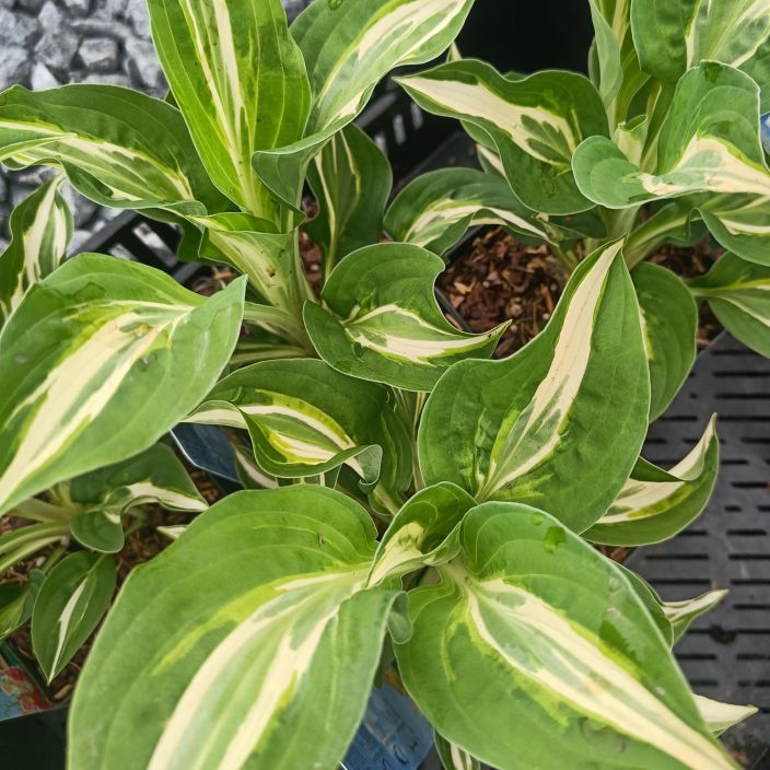 JALOKUUNLILJA 'SNAKE EYES' Hosta 'Snake Eyes' P11 Kirjava, kapealehtinen kuunlilja.