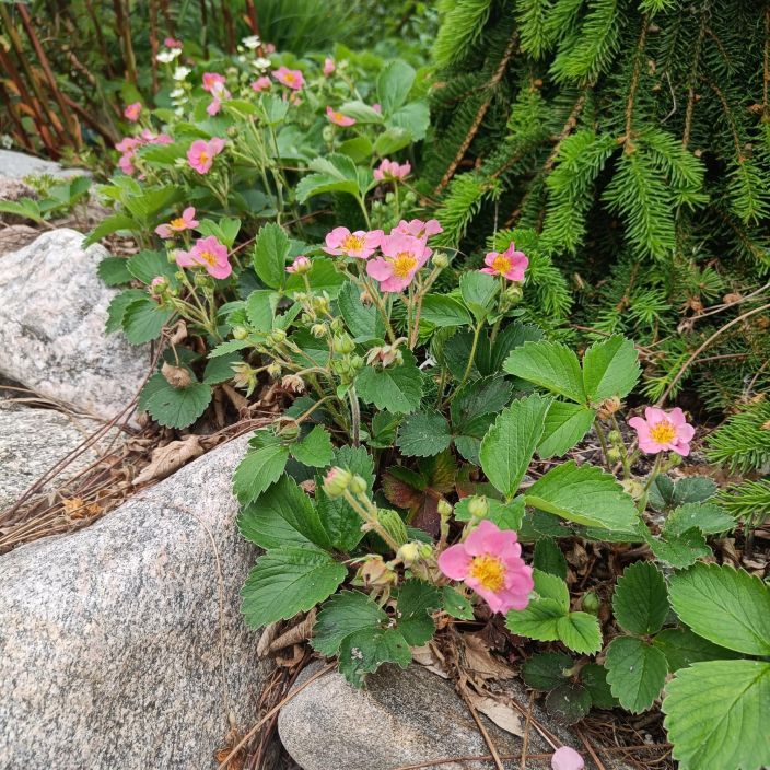 KORISTEMANSIKKA Fragaria 'Pink Panda' Pitkaan kukkiva hyva maanpeiteperenna. Leviaa ronsyilla. Marjat eivat ole yhta