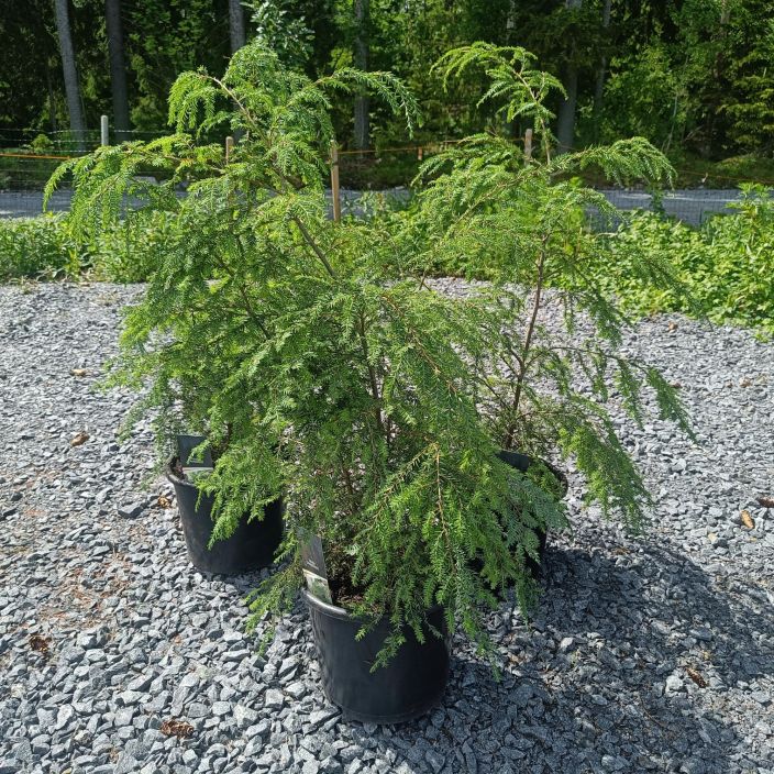 KANADANHEMLOKKI Tsuga canadensis Kasvutavaltaan ilmava ja kaunis havupuu / VAIN NOUTO