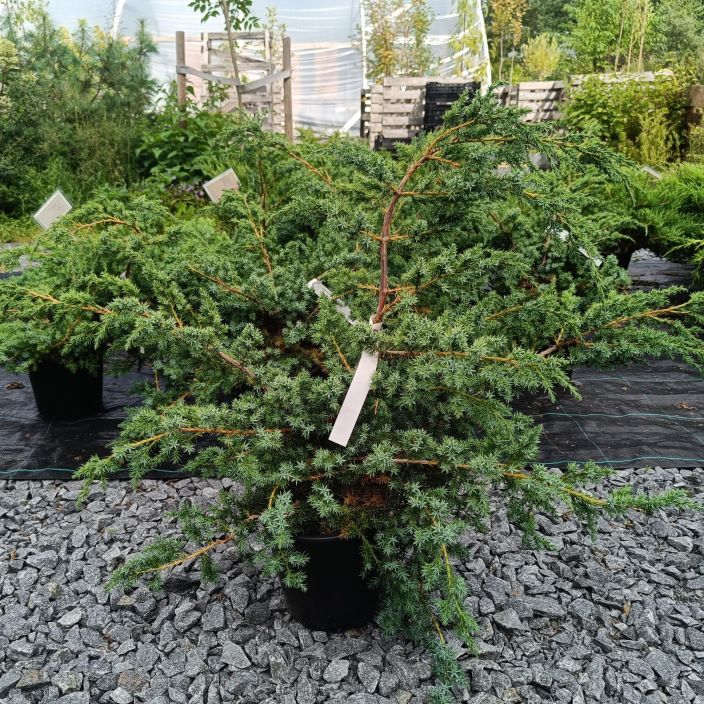 KIINANKATAJA 'BLUE ALPS' Juniperus chinensis 'Blue Alps' 30-40 cm Sinertava ja hieman pystykasvuinen kataja / Astiataimi