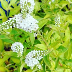VALKOALPI Lysimachia clethroides P9
