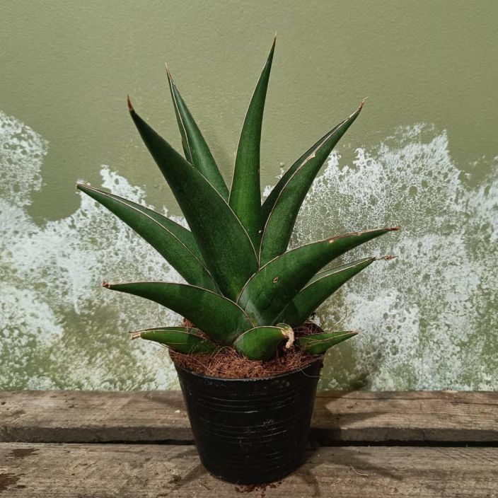 ANOPINKIELI 'SAMURAI' Dracaena (ent. Sansevieria) ehrenbergii 'Samurai' P10,5 Anopinkieli, jonka kasvutapa eroaa hieman