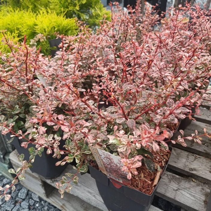 JAPANINHAPPOMARJA / PURPPURAHAPPOMARJA 'HARLEQUIN' Berberis thunbergii 'Harlequin' P17 Kirjavalehtinen happomarja