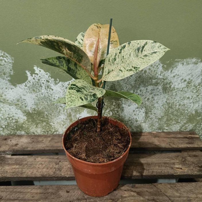KUMIVIIKUNA 'SCHRIJVERIANA' Ficus elastica 'Schrijveriana' P12 Harvinaisemmanpuoleinen kumiviikuna, jonka lehdissa on