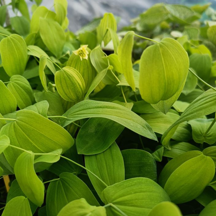 Uvularia grandiflora, Keltakielokki VAIN NOUTO