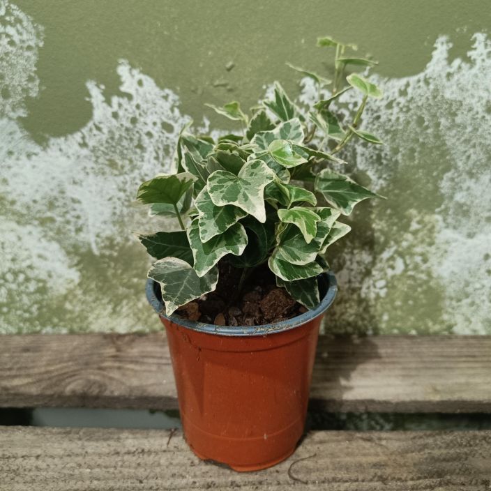 MURATTI 'WHITE WONDER' Hedera helix 'White Wonder' P8,5 Valkokirjavalehtinen muratti