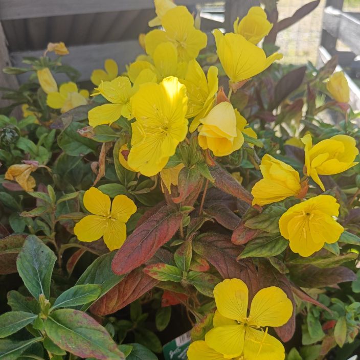 LOISTOHELOKKI Oenothera pilosella 'Yella Fella' P10