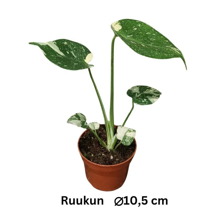 PEIKONLEHTI 'THAI CONSTELLATION' Monstera deliciosa 'Thai Constellation' P10 Erikoispeikko, jonka lehdet ovat kirjavat PEIKONLEHTI 'THAI CONSTELLATION' Monstera deliciosa 'Thai Constellation' P10 Erikoispeikko, jonka lehdet ovat kirjavat