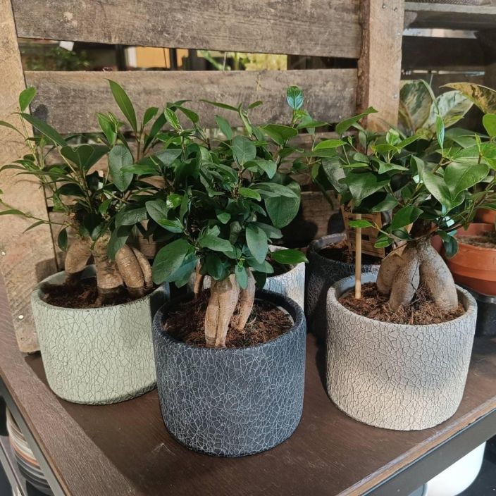 VARJOVIIKUNA Ficus microcarpa bonsaimalli P14 VAIN NOUTO / Bonsaimuotoon vaannelty varjoviikuna + koristeruukku