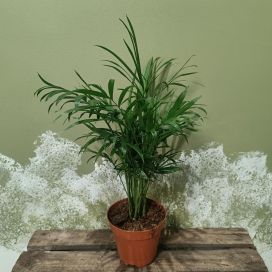 SIROVUORIPALMU Chamaedorea elegans P12
