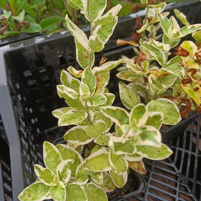 TARHA-ALPI 'ALEXANDER' Lysimachia punctata 'Alexander' P9 Kirjavalehtinen, keltakukkainen tarha-alpi.