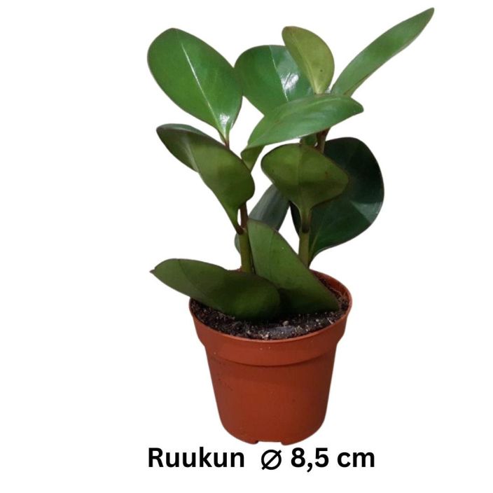 AMERIKANMUORI 'OBTIPAN GREEN' Peperomia obtusifolia 'Obtipan Green' P8,5 Amerikanmuori, jonka vaaleanvihrean lehden keskella