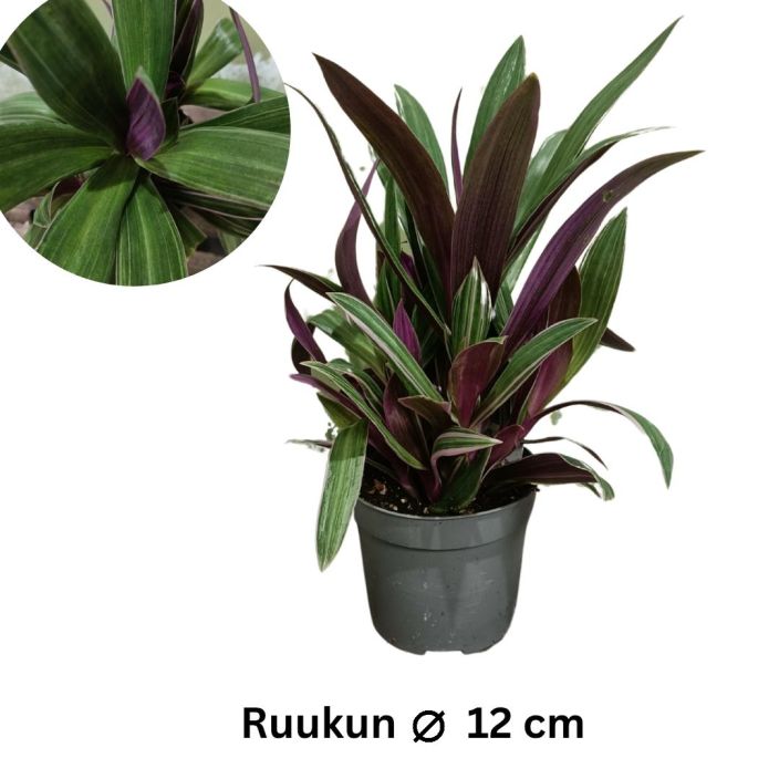 TASKUJUORU 'VIHREA' Tradescantia spathacea 'Vihrea' P13 Pitkalehtinen juoru