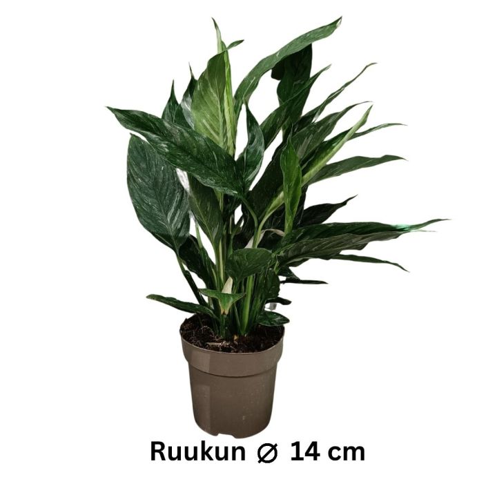 VIIRIVEHKA 'DIAMOND' Spathiphyllum wallisii 'Diamond' P14 Viirivehkan kirjavalehtinen lajike
