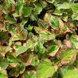 KAMELEONTTILEHTI 'CHAMELEON' Houttuynia cordata 'Chameleon' P9