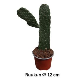 KAKTUS Consolea rubescens P12
