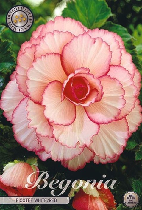 BEGONIA 'PICOTEE WHITE/RED' 3 juurakkoa BEGONIA 'PICOTEE WHITE/RED' 3 juurakkoa