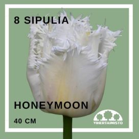 TULPPAANI 'HONEYMOON' Tulipa 'Honeymoon'  8 sipulia