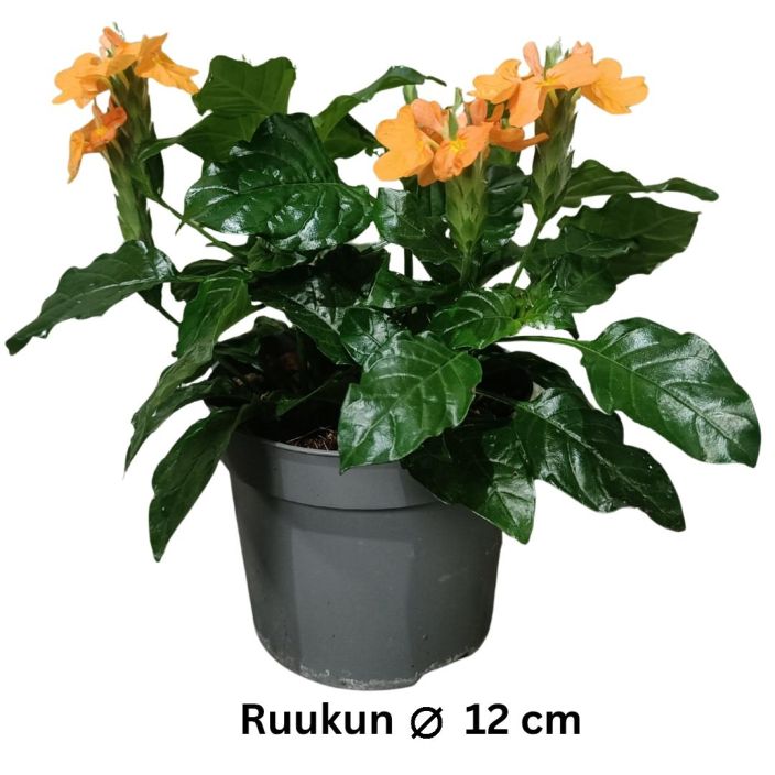TAIKURINKUKKA Crossandra P12 Oranssikukkainen huonekasvi / HUOM! Lue koko kuvaus