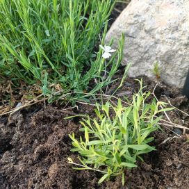 KETONEILIKKA 'ALBA' Dianthus deltoides 'Alba' P9