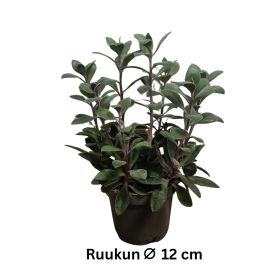 VILLAKKO 'RED CAP' Senecio 'Red Cap' P12
