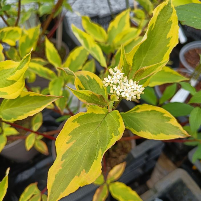 KELTAKIRJOKANUKKA Cornus alba 'Gouchaultii' At 3 L Kanukka, jolla keltainen runko ja keltareunaiset, vihreat lehdet. / VAIN