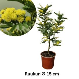 HOPEA-AKAASIA / MIMOSA Acacia dealbata P15