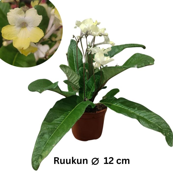 SOILIKKI 'KELTAKUKKAINEN' Streptocarpus 'Keltakukkainen' ei lajiketietoa P12 Kelta-valkokukkainen perinnekasvi