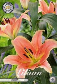 (ORIENTAALI-) LILJA 'ZELMIRA' Lilium 'Zelmira', 2 sipulia