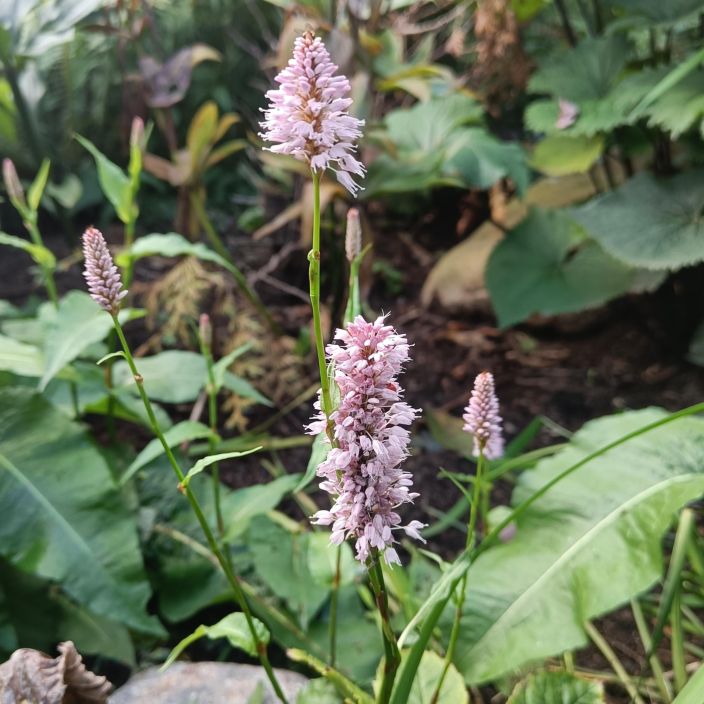 KONNANTATAR Bistorta officinalis P11 Vaaleanpunakukkainen ja isolehtinen kasvi melkeinpa paikkaan kuin paikkaan