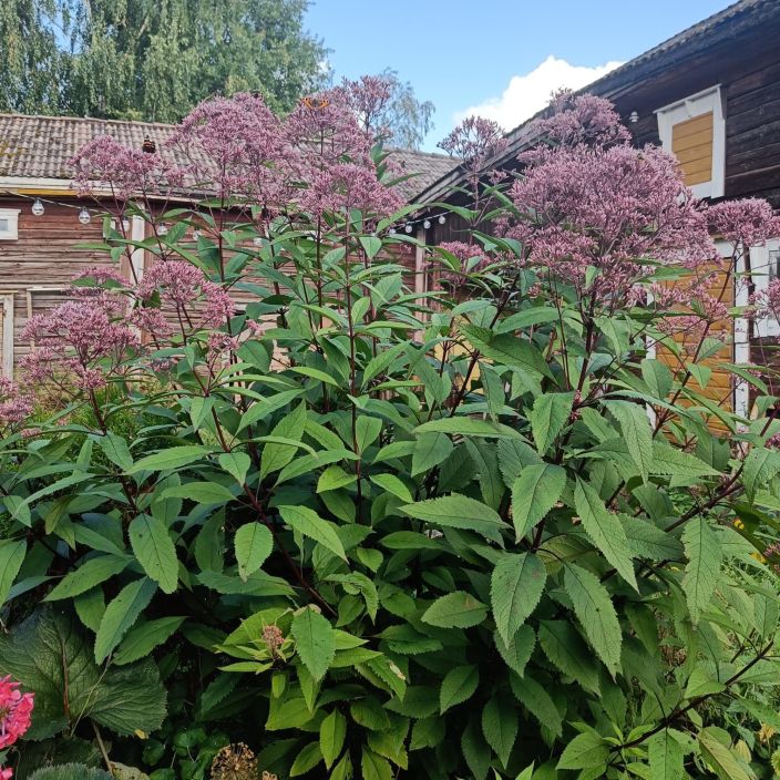 TAPLAPUNALATVA 'GATEWAY' Eupatorium 'Gateway' P14 Hyva porriaiskasvi