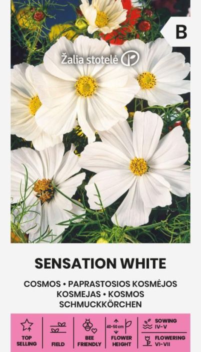 Kosmoskukka 'Sensation White' Puhtaan valkeana kukkiva kosmos Kosmoskukka 'Sensation White' Puhtaan valkeana kukkiva kosmos