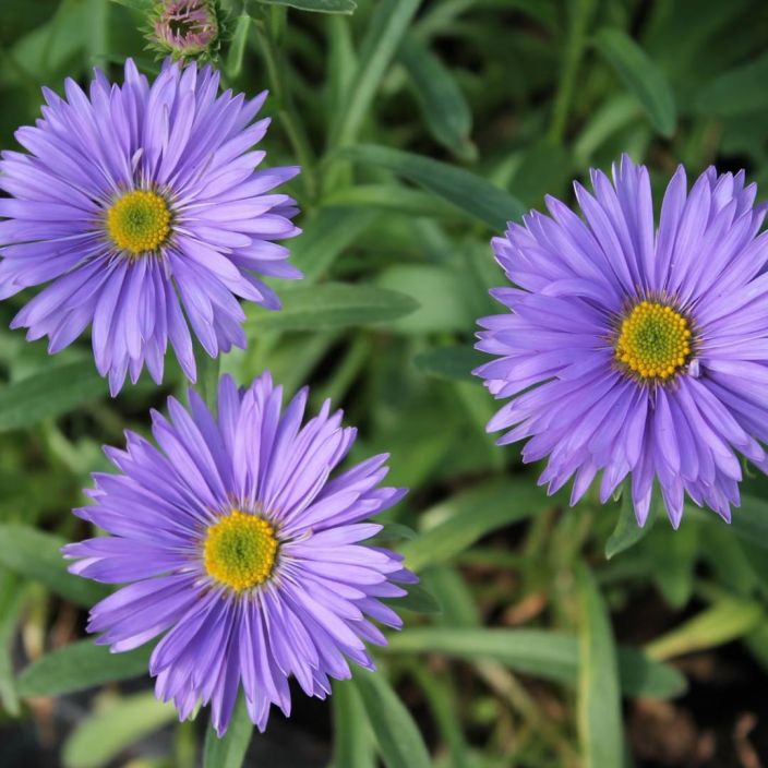 ALPPIASTERI, Aster alpinus 'Goliath' P10 Violettikukkainen asteri