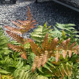 RUSKA-ALVEJUURI Dryopteris erythorosa P12