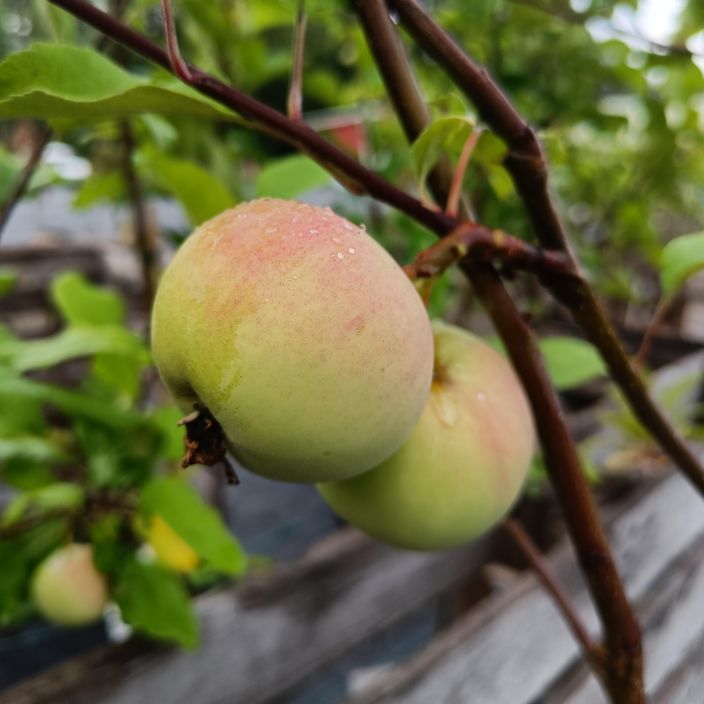 SYYSOMENA 'KELTAKANELI' Malus domestica 'Keltakaneli' Kellertavia hedelmia tuottava isokokoinen puu / VAIN NOUTO