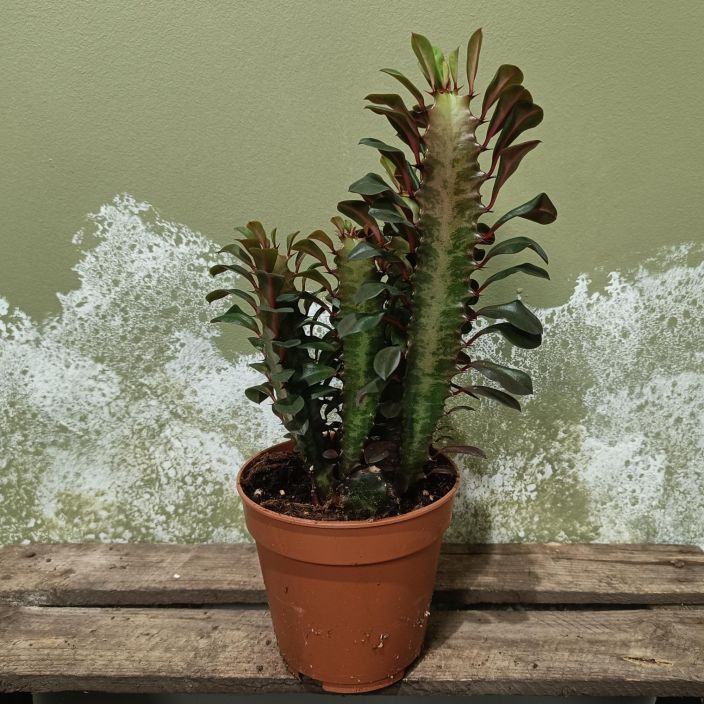 PYLVASTYRAKKI 'RUBRA' Euphorbia trigona 'Rubra' P12 Punertava pylvastyrakki