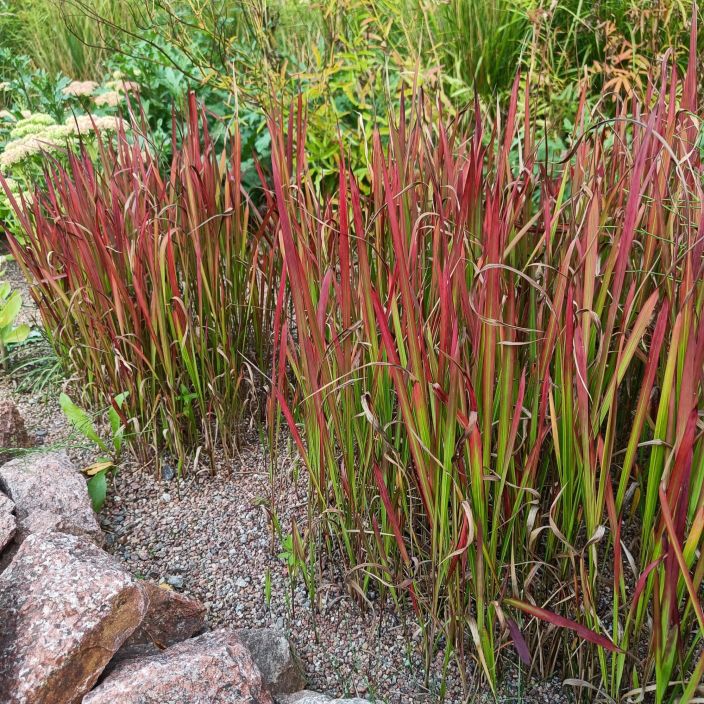 HURMESILKKIHEINA Imperata cylindrica 'Red Baron' P9 Heina, jonka lehdissa on punaista varia