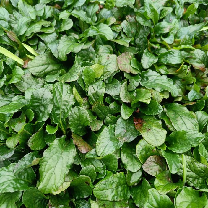 RONSYAKANKAALI Ajuga reptans P10 Mattomaisesti leviava sinikukkainen maanpeiteperenna kuiviin, aurinkoisiin ja