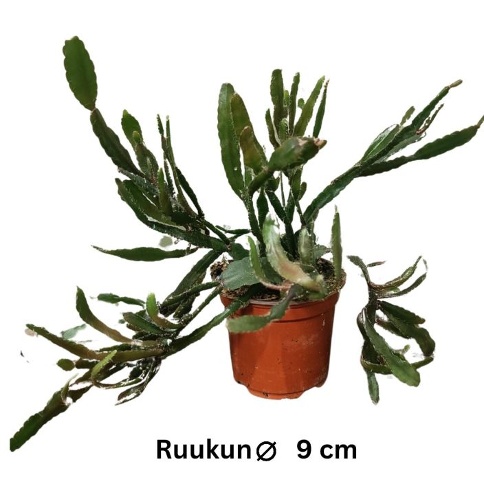 KORALLIKAKTUS Rhipsalis agudoensis P9 Lituskalehtinen korallikaktus, joka kukkiessaan tekee valkoisia kukkia