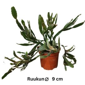 KORALLIKAKTUS Rhipsalis agudoensis P9