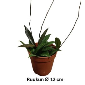 POSLIINIKUKKA Hoya pubicalyx lajike epävarma P12