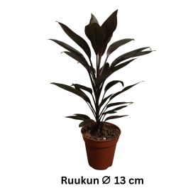 VERILILJAPUU 'TANGO' Cordyline fruticosum 'Tango' P13