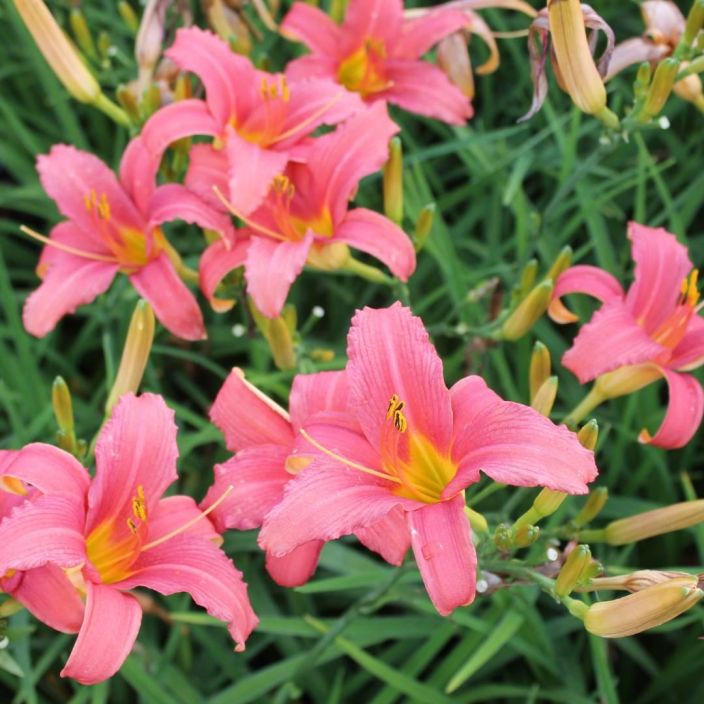 TARHAPAIVANLILJA 'PINK DAMASK' Hemerocallis 'Pink Damask' P10 Vaaleanpunakukkainen paivanlilja TARHAPAIVANLILJA 'PINK DAMASK' Hemerocallis 'Pink Damask' P10 Vaaleanpunakukkainen paivanlilja
